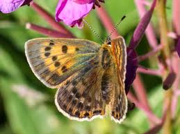 Attēlu rezultāti vaicājumam “Lycaena virgaureae underside”