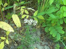 Attēlu rezultāti vaicājumam “Achillea salicifolia flower”