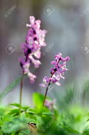 Attēlu rezultāti vaicājumam “Corydalis cava leaf”