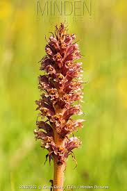 Attēlu rezultāti vaicājumam “Orobanche elatior flower”