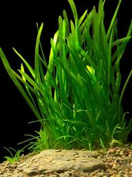 「水蘭」的圖片搜尋結果