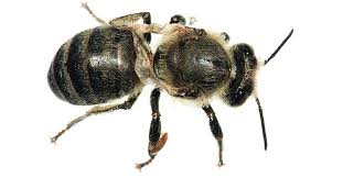 Attēlu rezultāti vaicājumam “Apis mellifera”