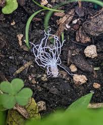 Attēlu rezultāti vaicājumam “Torrubiella arachnophila”