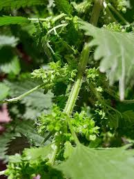 Attēlu rezultāti vaicājumam “Urtica urens”