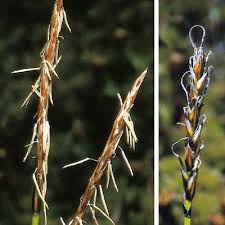 Attēlu rezultāti vaicājumam “Carex dioica”