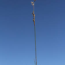 Attēlu rezultāti vaicājumam “Juncus squarrosus fruit”
