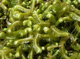 Attēlu rezultāti vaicājumam “Bazzania trilobata”