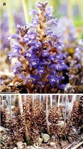 Attēlu rezultāti vaicājumam “Orobanche coerulescens flower”