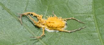 Attēlu rezultāti vaicājumam “Torrubiella arachnophila”