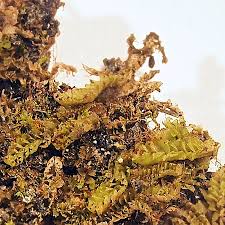 Attēlu rezultāti vaicājumam “Tritomaria”