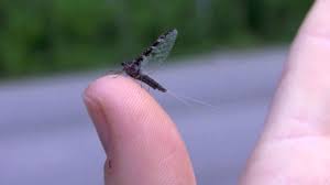 Attēlu rezultāti vaicājumam “Ephemeroptera”