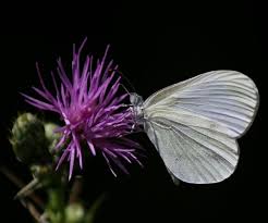 Attēlu rezultāti vaicājumam “Leptidea sinapis underside”