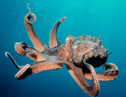 Image result for Octopus vulgaris