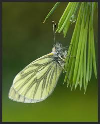Attēlu rezultāti vaicājumam “Pieris napi underside”