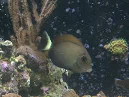 Image result for Acanthurus blochii