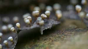 Attēlu rezultāti vaicājumam “Craterium minutum young”