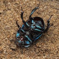 Attēlu rezultāti vaicājumam “Geotrupes”