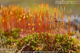 Attēlu rezultāti vaicājumam “Ceratodon purpureus”