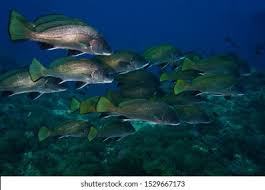 Image result for Sciaena umbra