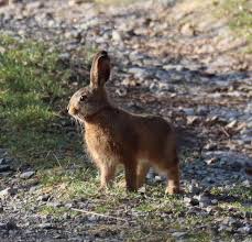 Attēlu rezultāti vaicājumam “Lepus europaeus”