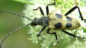 Attēlu rezultāti vaicājumam “Pachyta quadrimaculata”