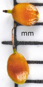 Attēlu rezultāti vaicājumam “Carex disperma”