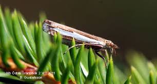 Attēlu rezultāti vaicājumam “Crambus hamella”