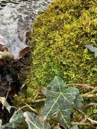 Attēlu rezultāti vaicājumam “Taxiphyllum wissgrillii”