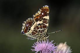 Attēlu rezultāti vaicājumam “Araschnia levana upperside”