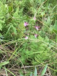 Attēlu rezultāti vaicājumam “Pedicularis palustris flower”