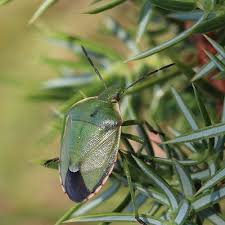 Attēlu rezultāti vaicājumam “Chlorochroa juniperina”