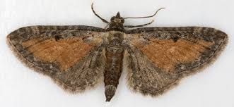 Attēlu rezultāti vaicājumam “Eupithecia icterata”