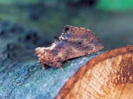 Attēlu rezultāti vaicājumam “Ptilodon capucina imago”