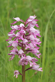 Attēlu rezultāti vaicājumam “Orchis militaris”