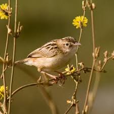 Image result for Cisticola juncidis