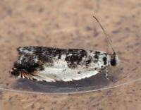 Attēlu rezultāti vaicājumam “Ancylis laetana”