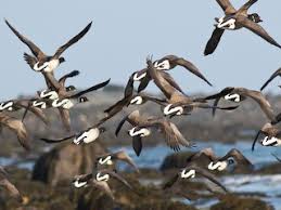 Attēlu rezultāti vaicājumam “Branta bernicla adult”