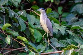 Attēlu rezultāti vaicājumam “Nycticorax nycticorax adult”