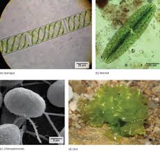 Attēlu rezultāti vaicājumam “Chlorophyta”