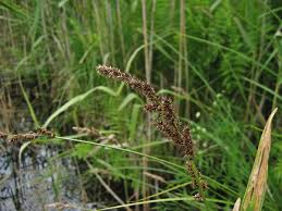 Attēlu rezultāti vaicājumam “Carex paniculata”