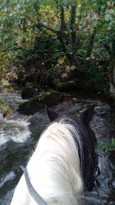 Image result for Greenways Riding Stable Lower Eashing