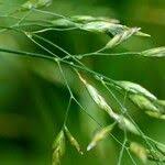 Attēlu rezultāti vaicājumam “Poa palustris leaf”