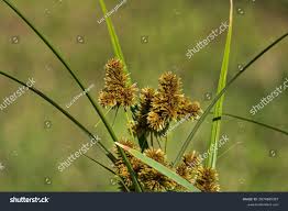 Attēlu rezultāti vaicājumam “Carex flava”