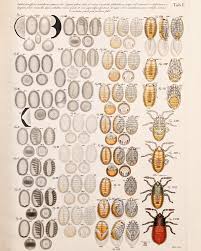 Attēlu rezultāti vaicājumam “Pyrrhocoris apterus nymph”