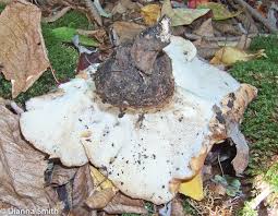 Attēlu rezultāti vaicājumam “Polyporus melanopus”