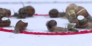 Image result for World Snail Racing Championships
