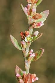Attēlu rezultāti vaicājumam “Polygonum aviculare flower”