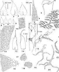 Attēlu rezultāti vaicājumam “Hylocomium splendens”