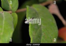 Attēlu rezultāti vaicājumam “Gracillaria syringella imago”