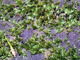 Attēlu rezultāti vaicājumam “Fissidens bryoides sporophyte”